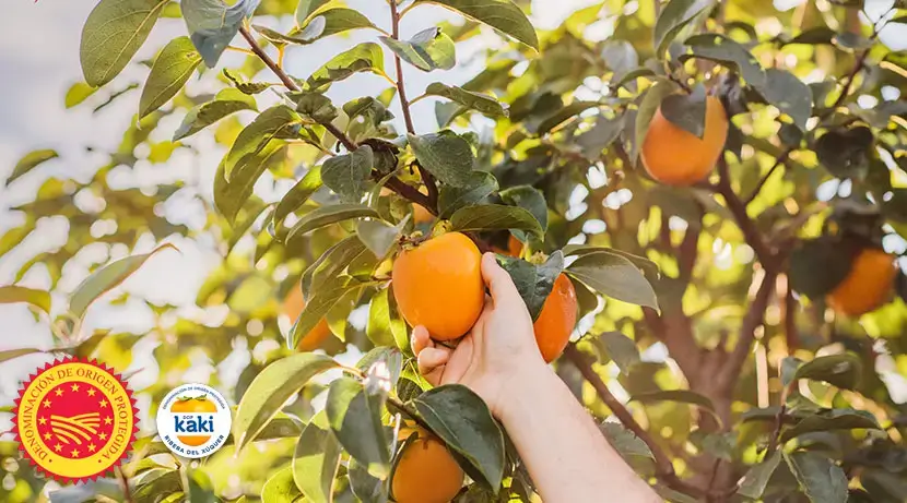 el kaki DOP ilumina el otoño